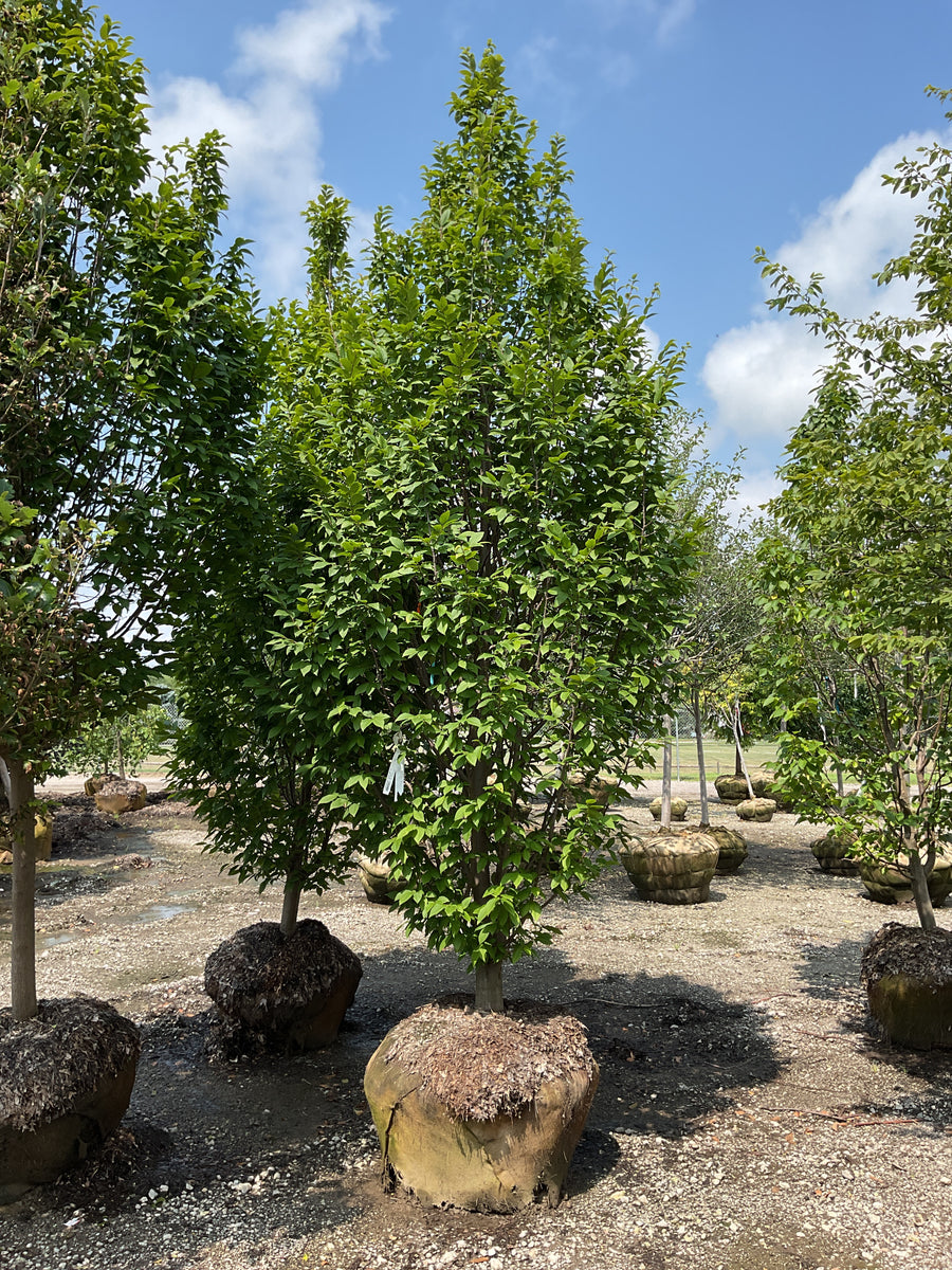 Carpinus betulus 'Lucas' â€” BB 3