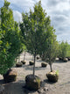 Carpinus betulus 'Lucas'
