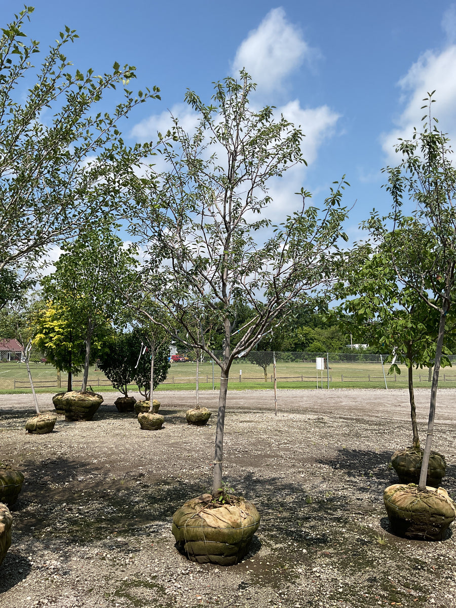 Crataegus viridis 'Winter King' â€” BB 3