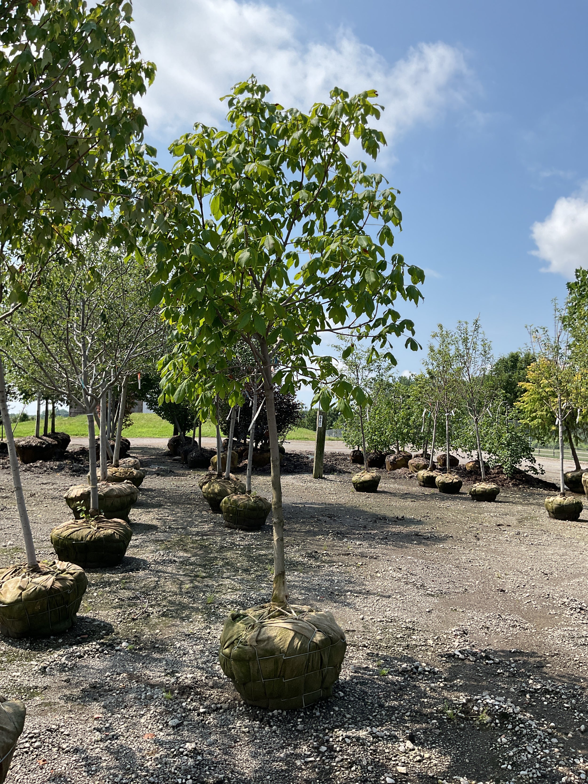Aesculus x carnea 'Fort McNair'