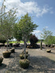 Amelanchier laevis