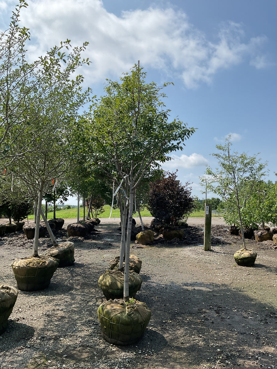 Amelanchier laevis â€” BB 2