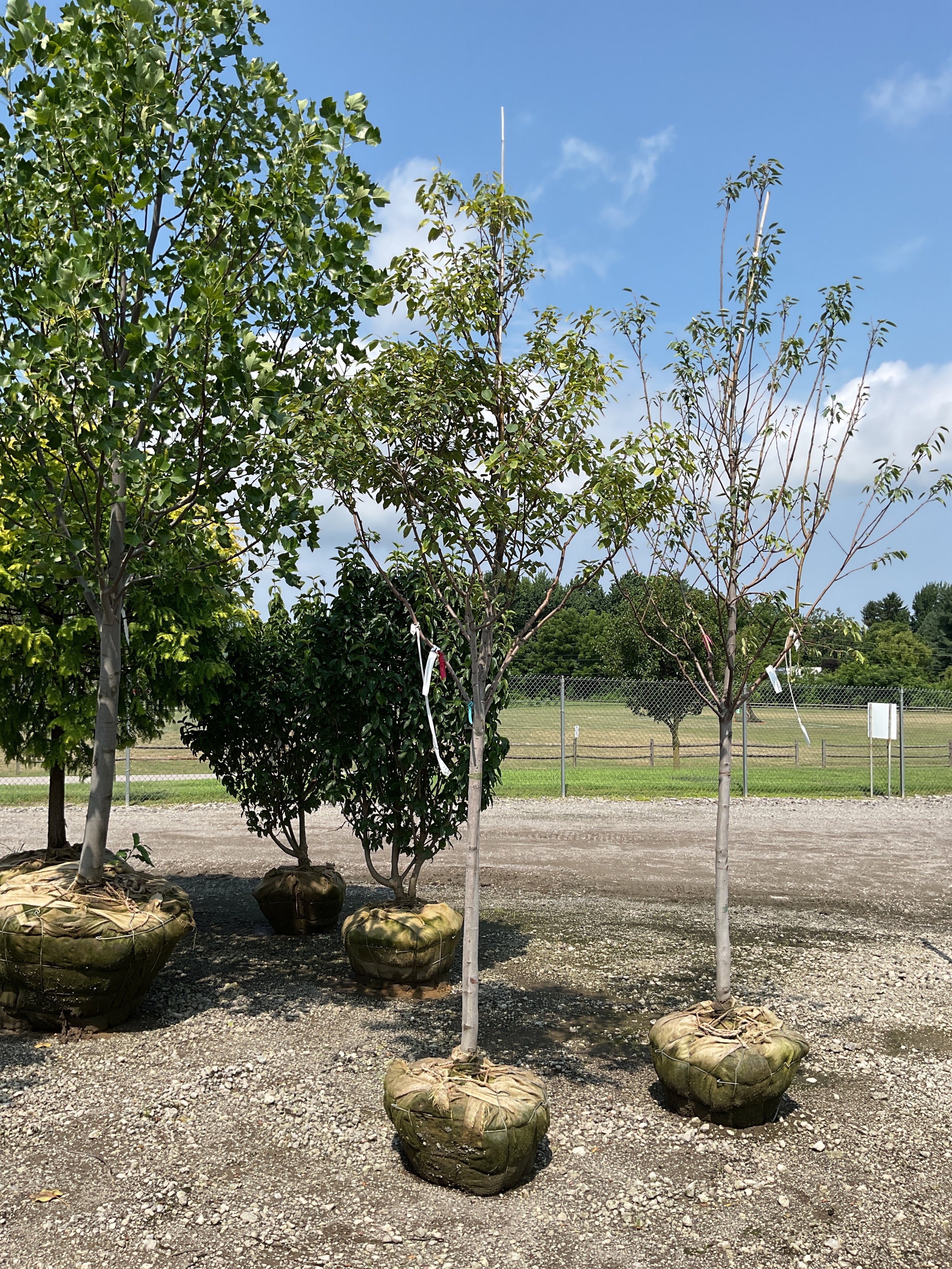Amelanchier laevis 'Lustre'