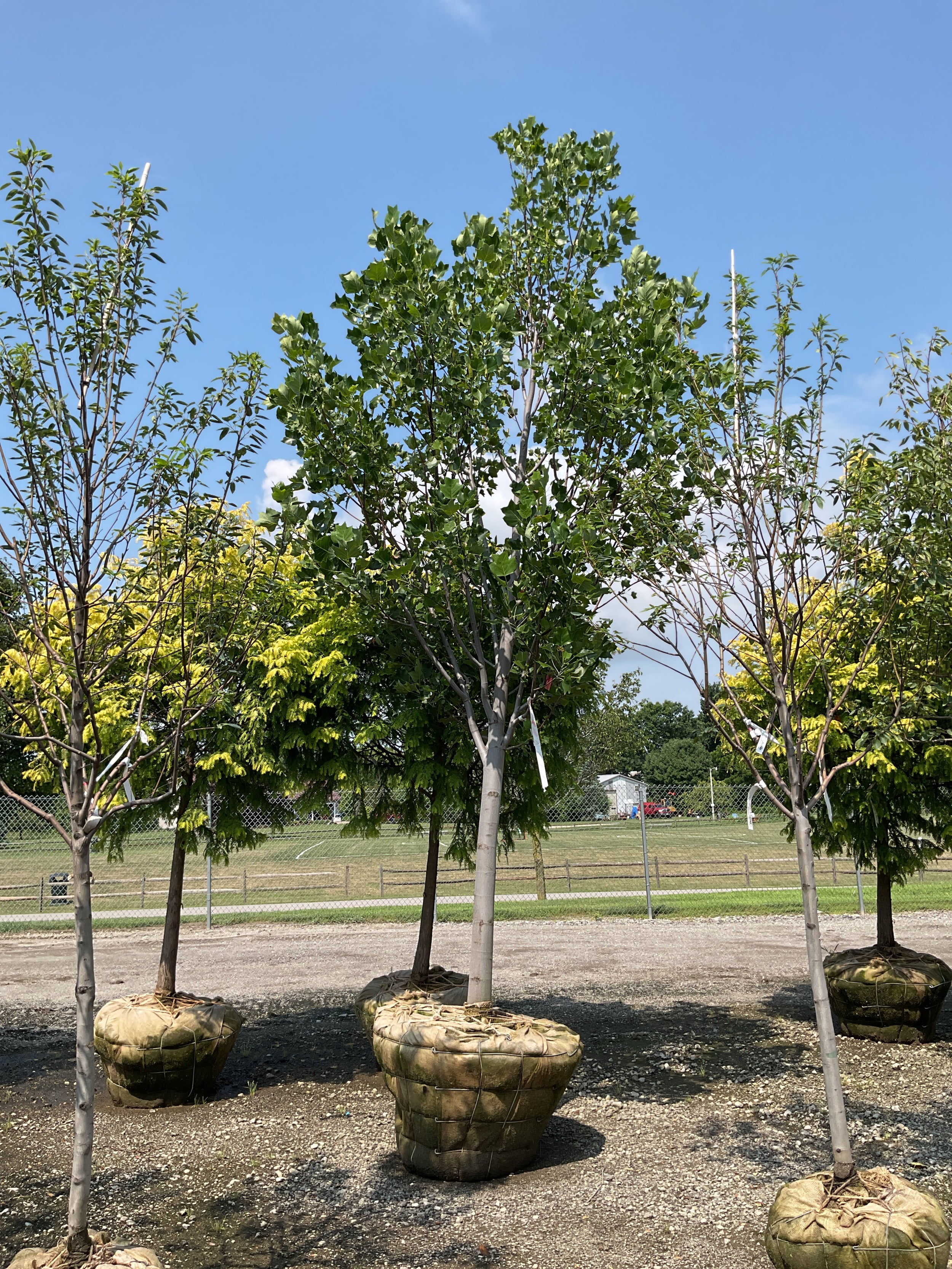 Liriodendron tulipifera 'Emerald City'