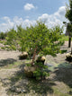 Heptacodium temple 'Of Bloom'