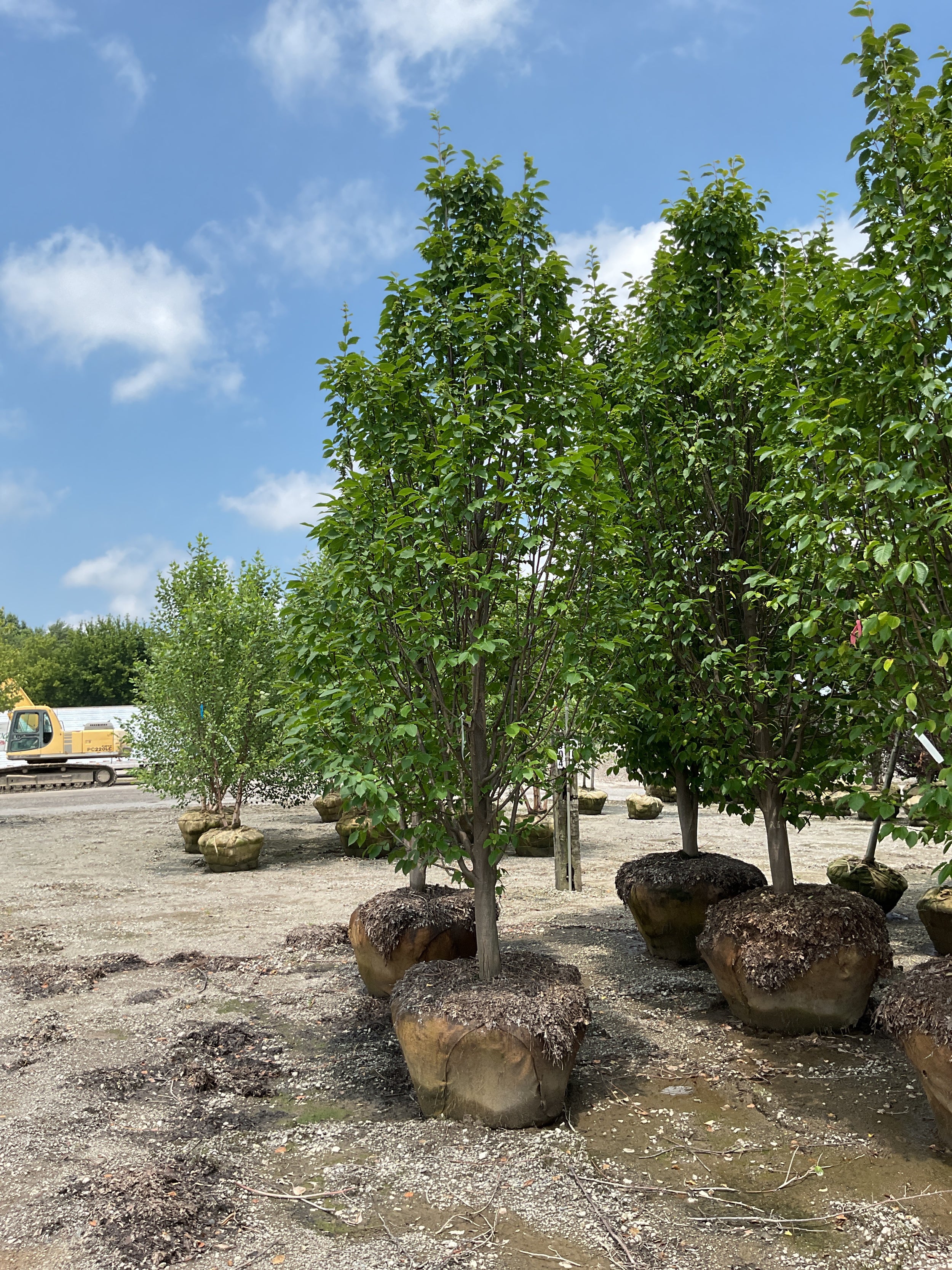 Carpinus betulus 'Emerald Avenue'