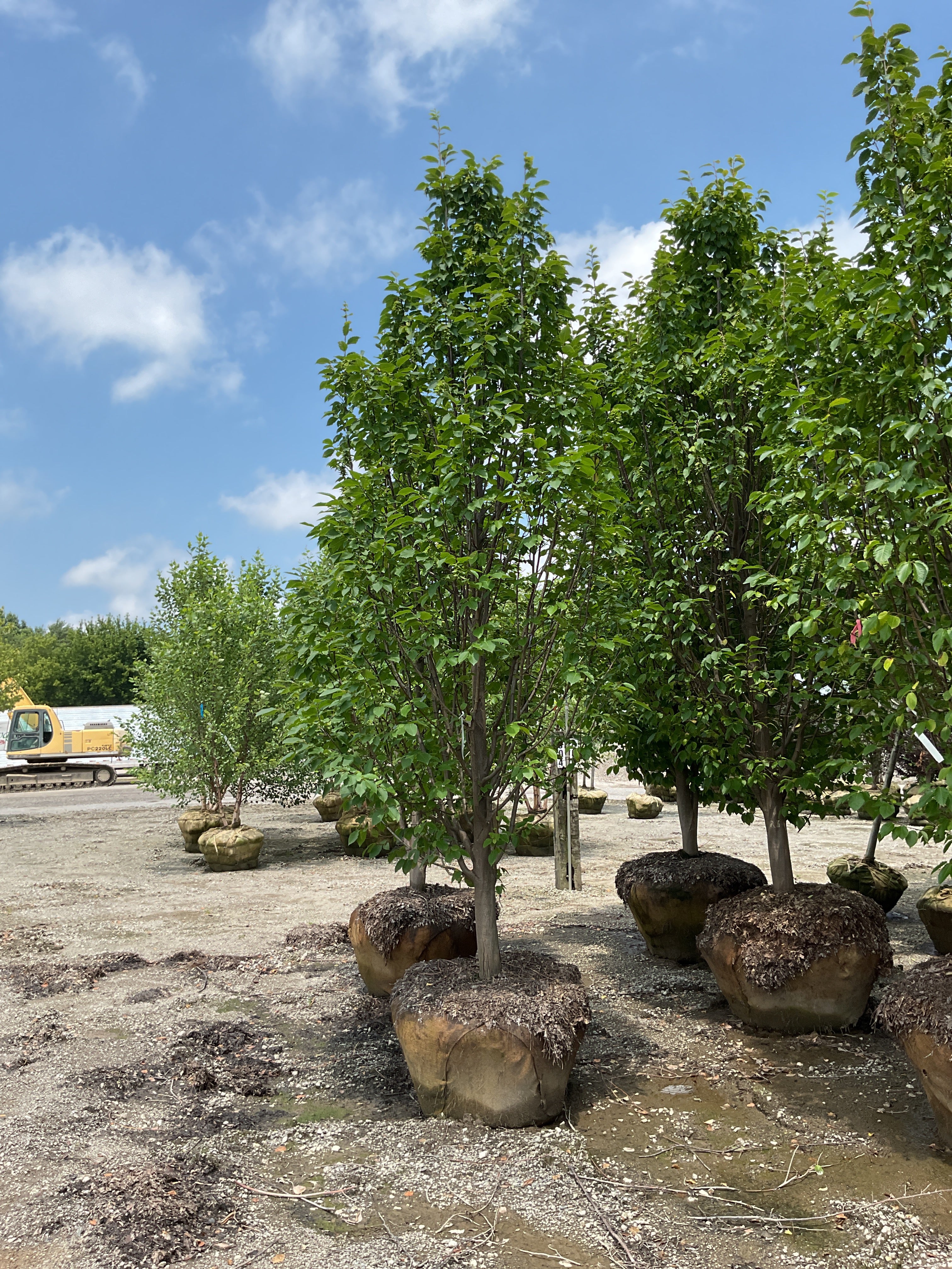 Carpinus betulus 'Emerald Avenue'