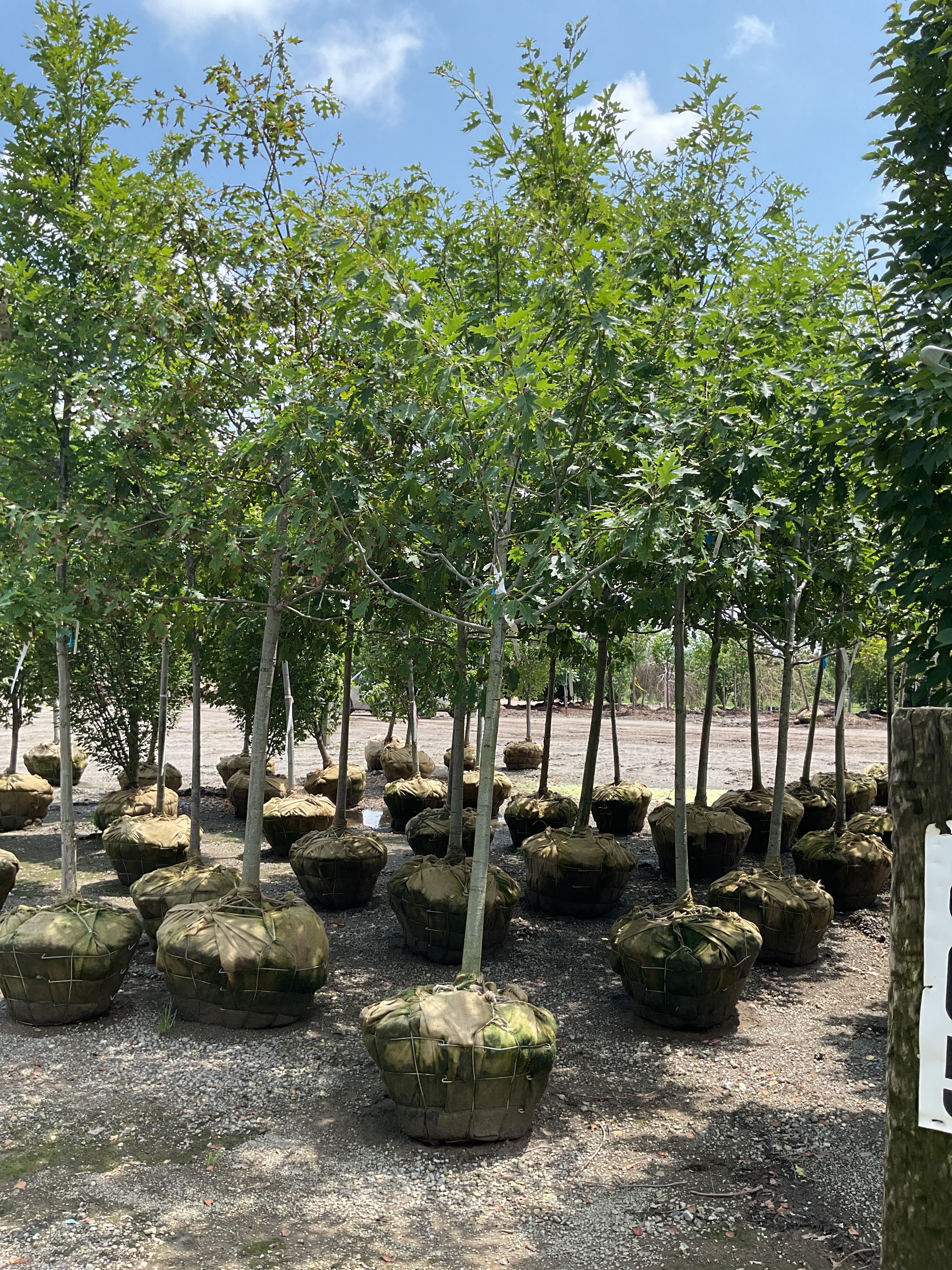 Quercus rubra 'Rubrum'