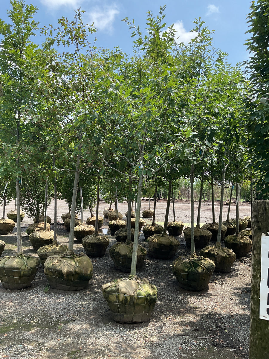 Quercus rubra 'Rubrum' â€” BB 2