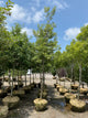 Quercus alba
