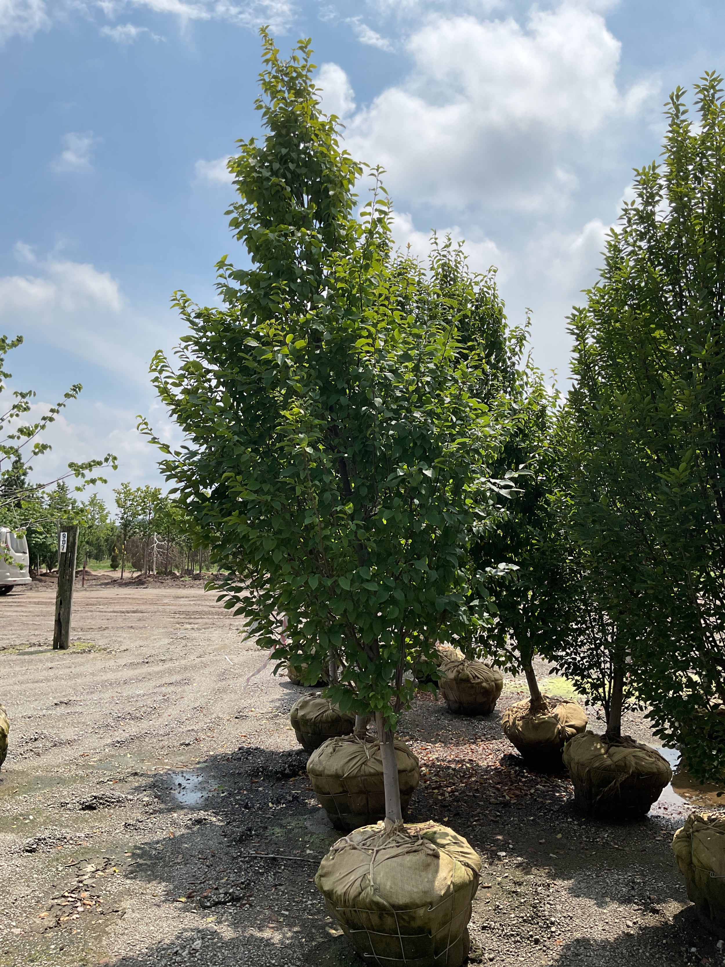 Carpinus betulus 'Franz Fontaine'
