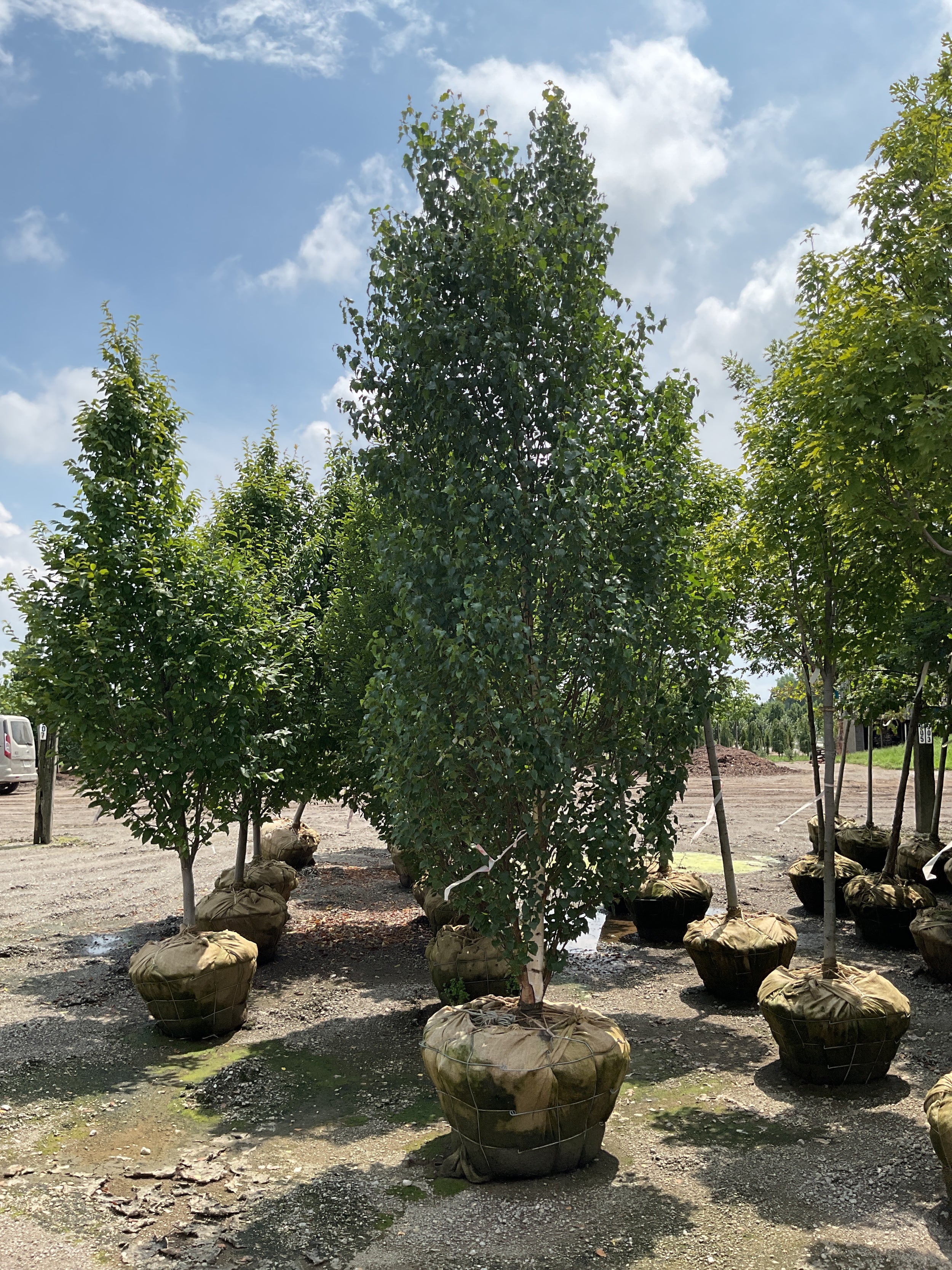 Betula platyphylla 'Parkland Pillar'