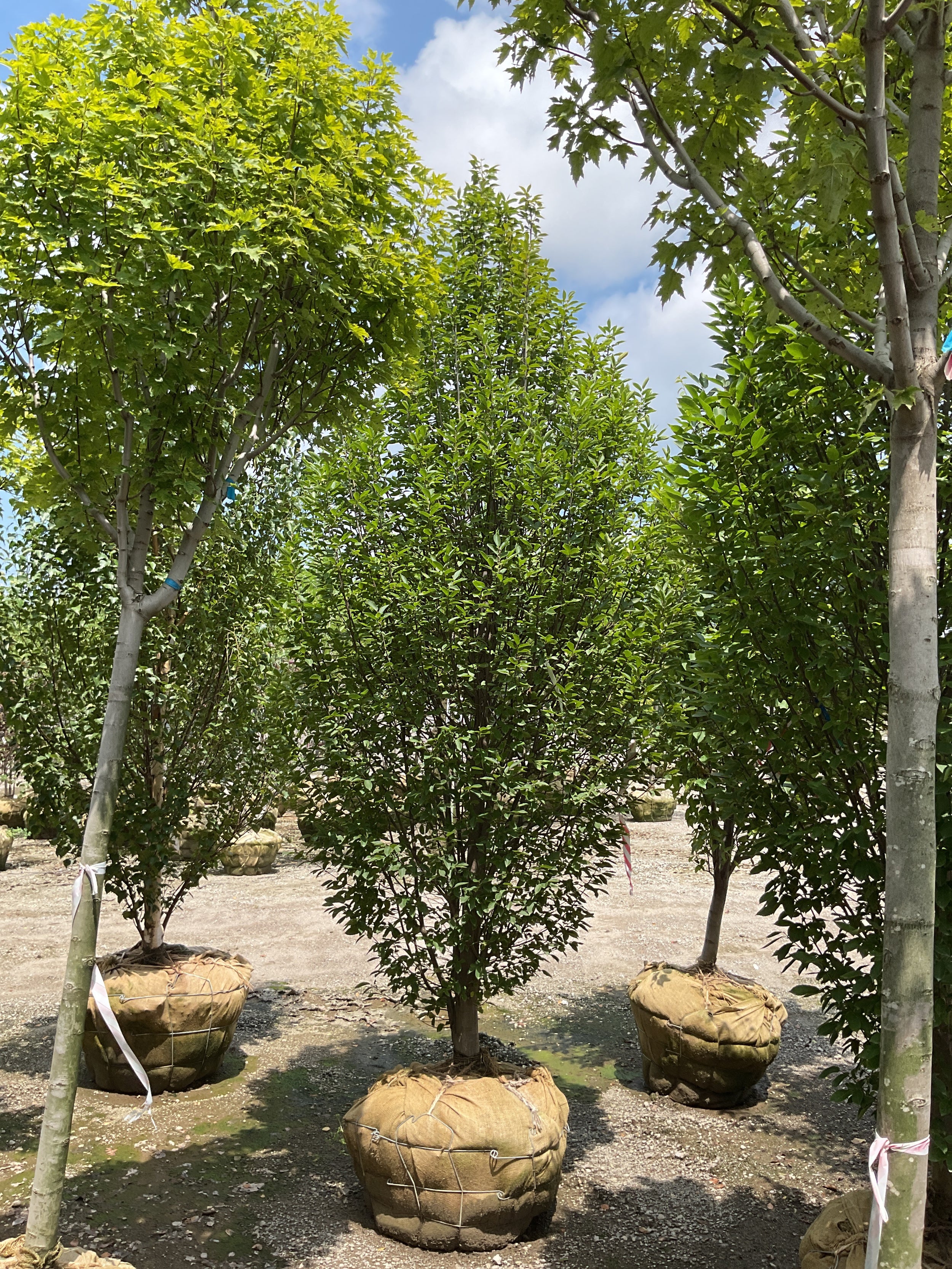 Carpinus betulus 'Columnaris'