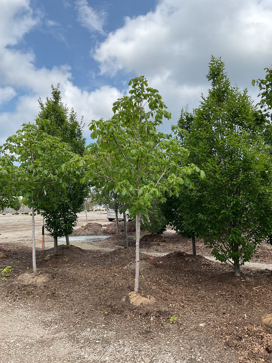 Aesculus x carnea 'Fort McNair' â€” BB 1.75