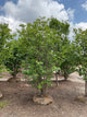Syringa reticulata 'Ivory Silk'