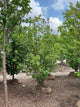 Syringa reticulata 'Ivory Silk'