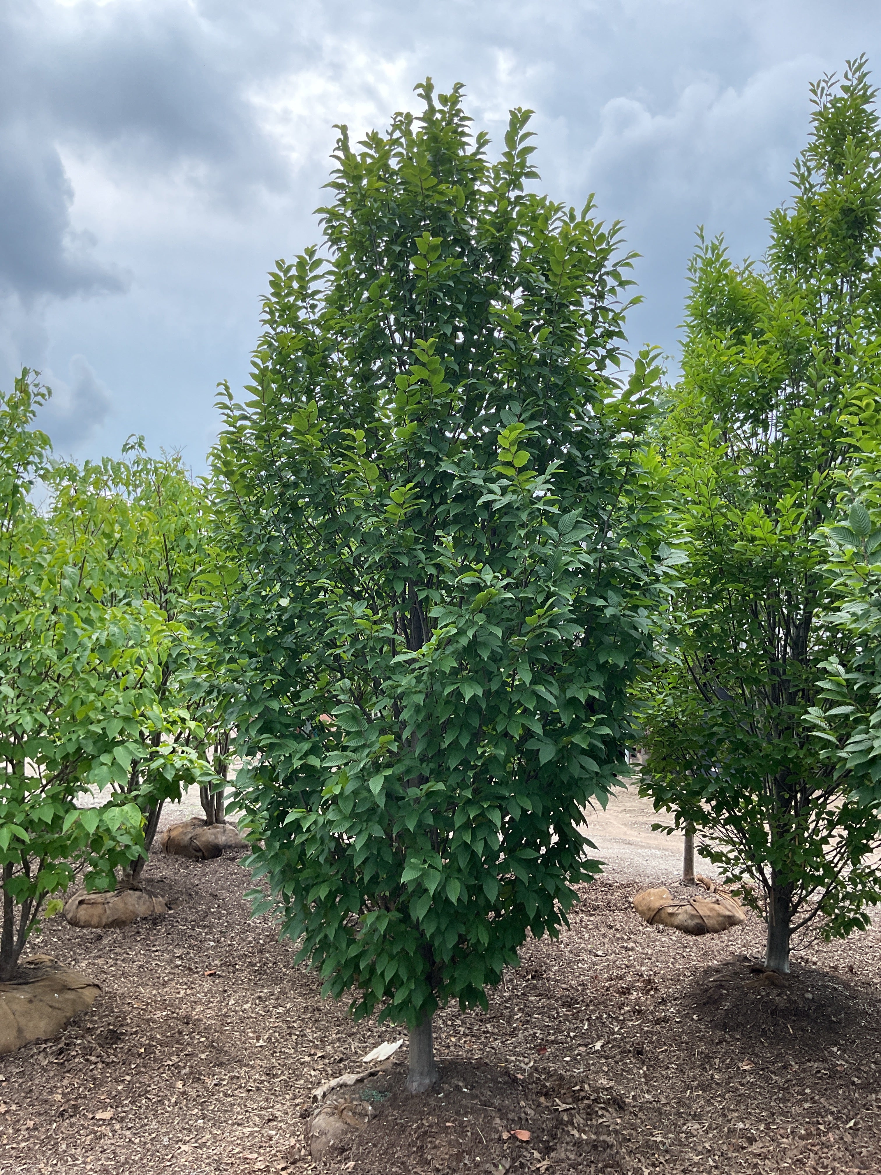 Carpinus betulus 'Lucas'