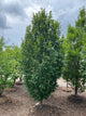 Carpinus betulus 'Lucas'