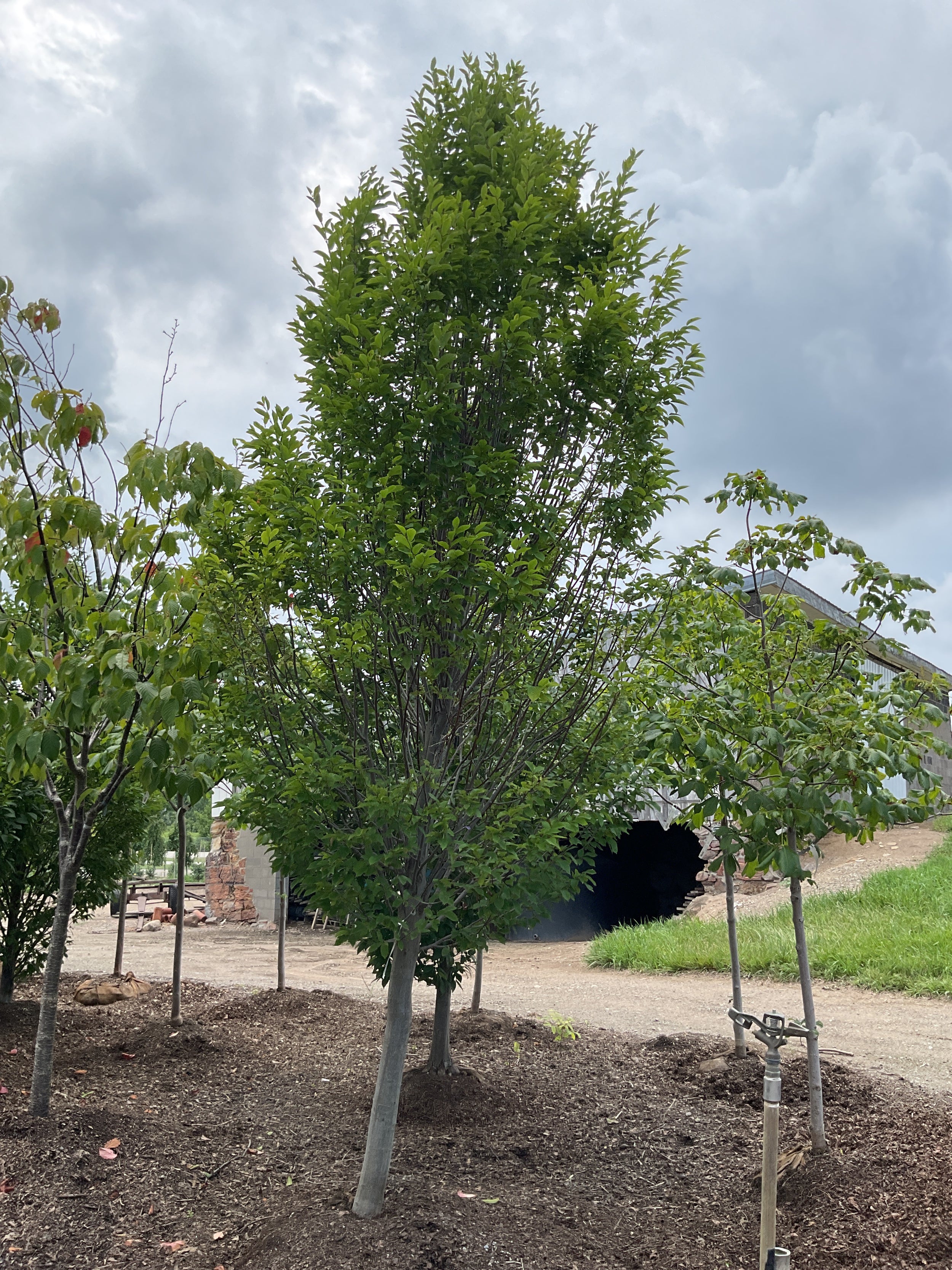 Carpinus betulus 'Columnaris'