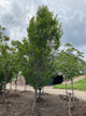 Carpinus betulus 'Columnaris'