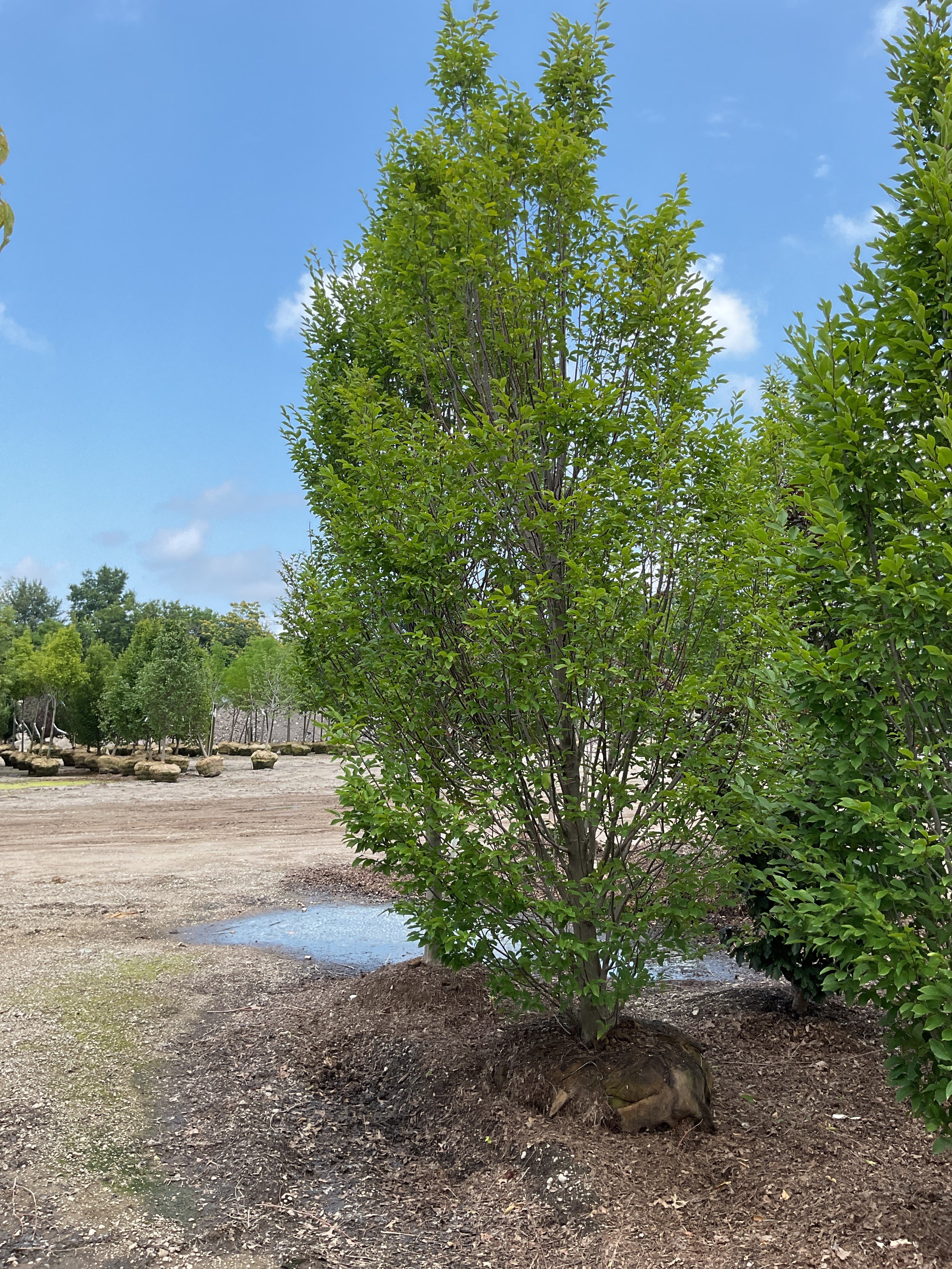 Carpinus betulus 'Columnaris'
