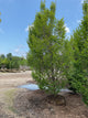 Carpinus betulus 'Columnaris'