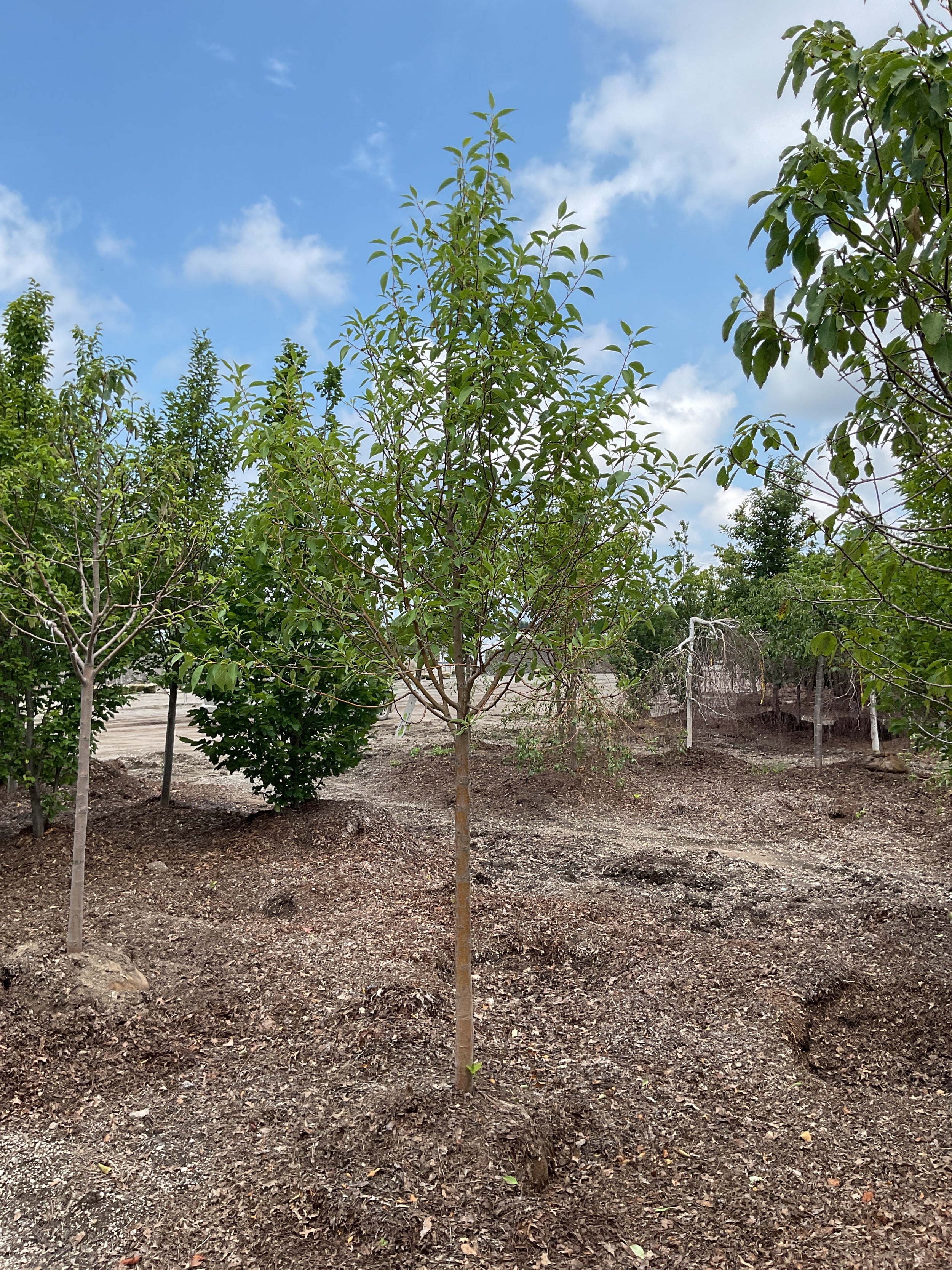 Malus starlite