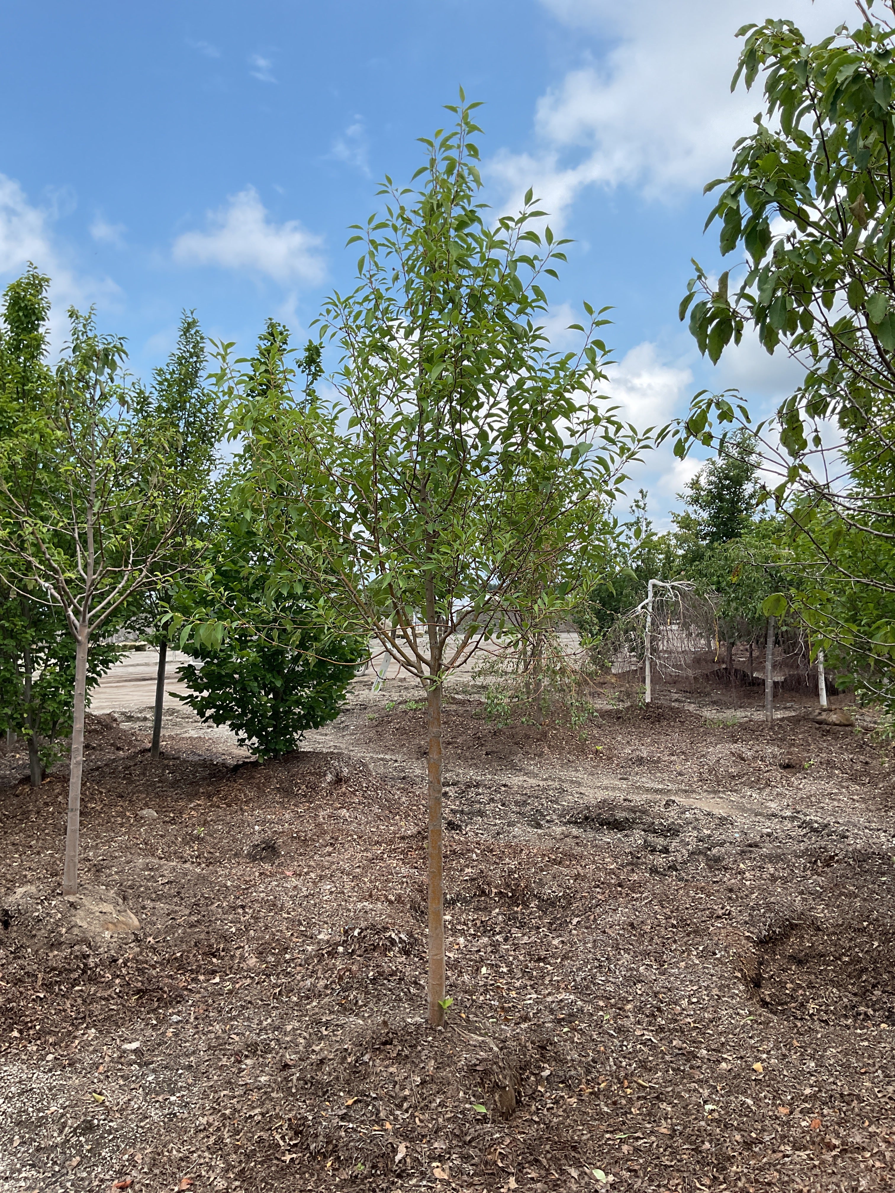 Malus starlite
