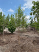Malus starlite