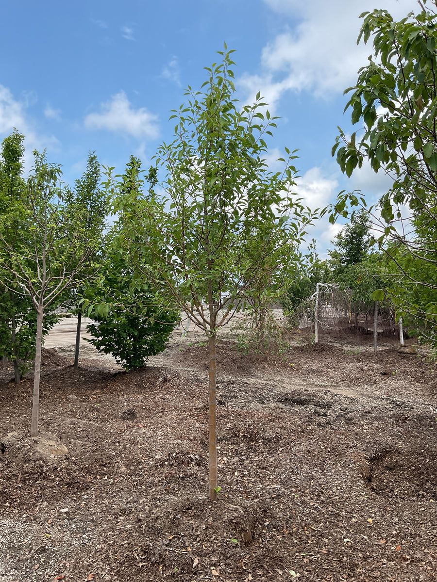 Malus starlite â€” BB 1.75