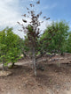 Fagus sylvatica 'Riversii'
