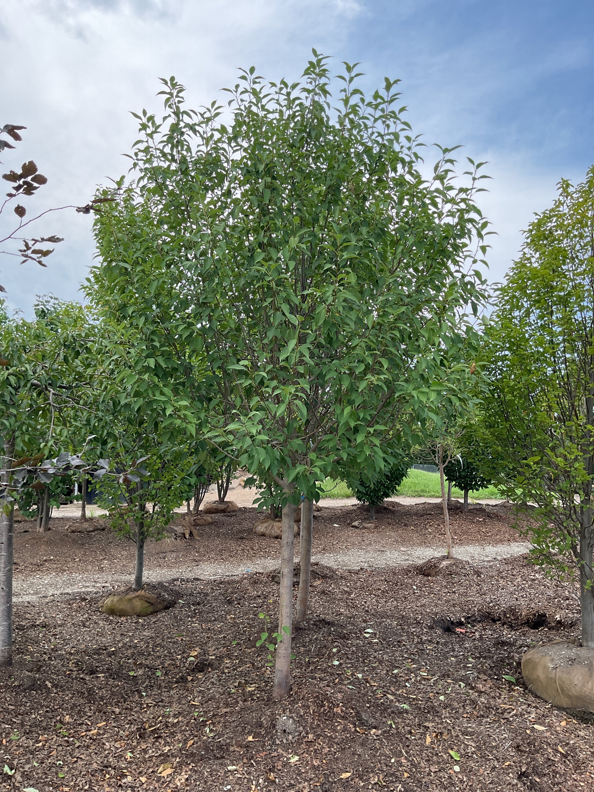 Malus starlite
