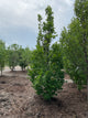 Carpinus betulus 'Pinocchio'
