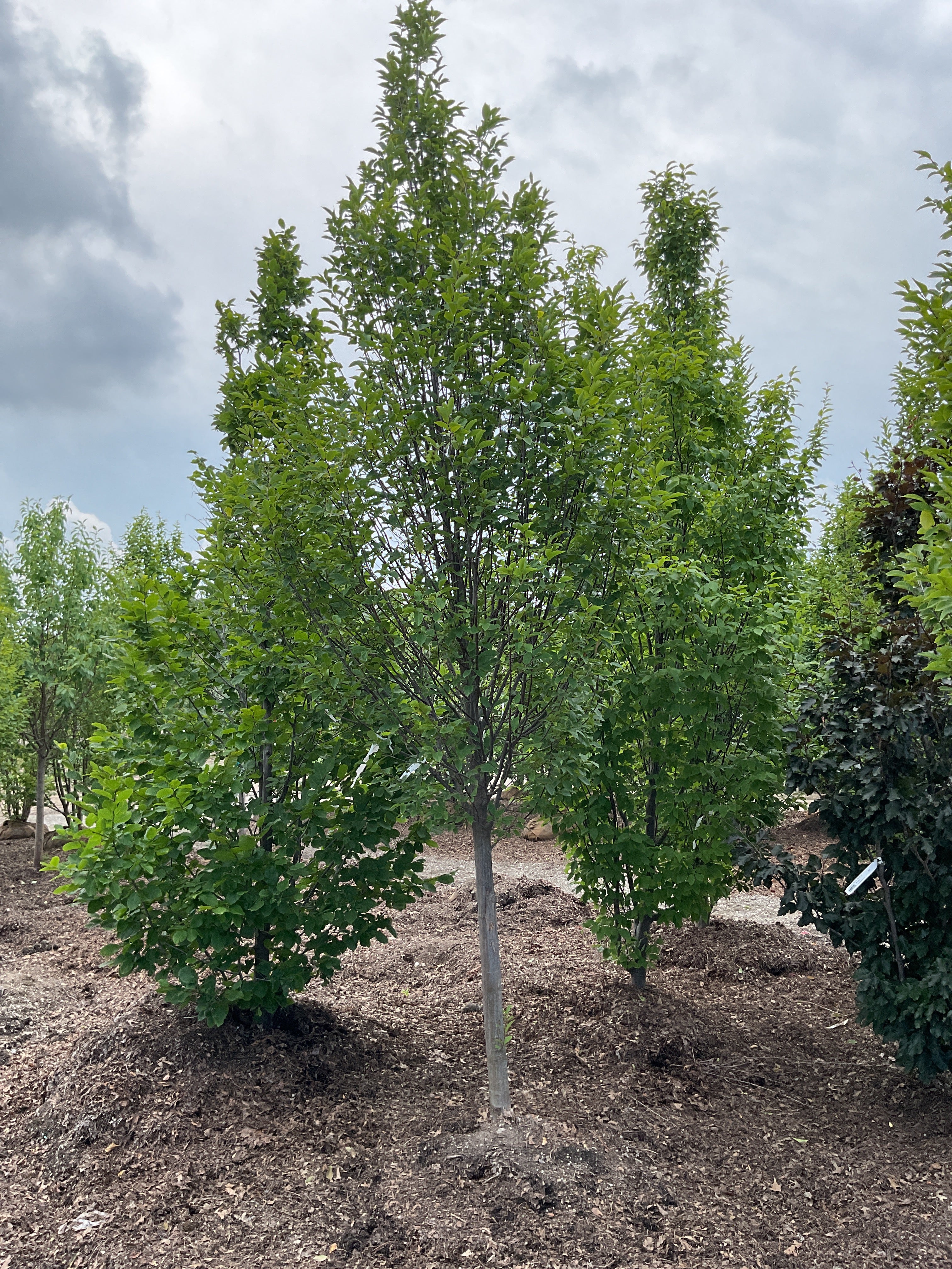 Carpinus betulus 'Columnaris'