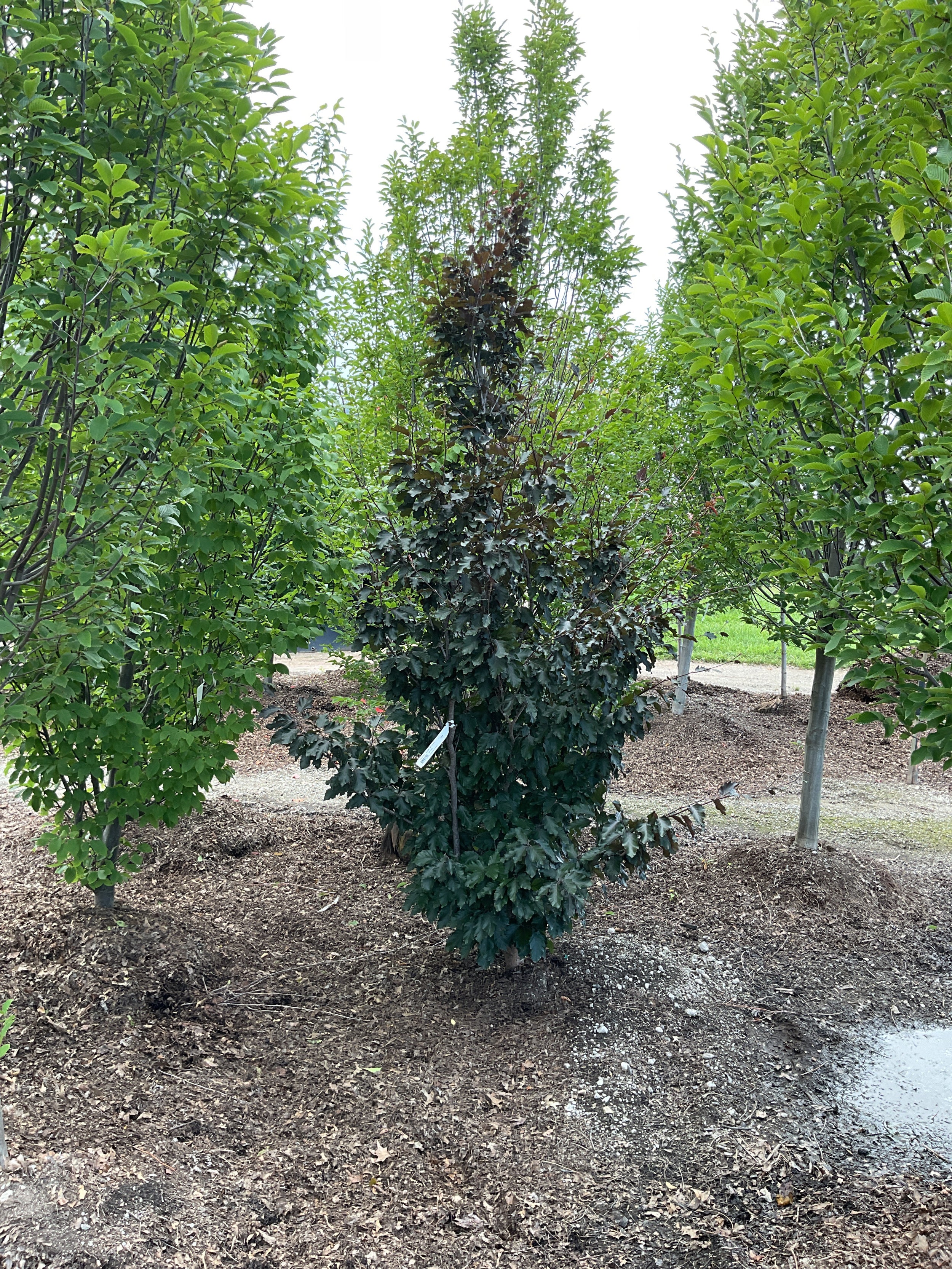 Fagus sylvatica 'Rohanii'