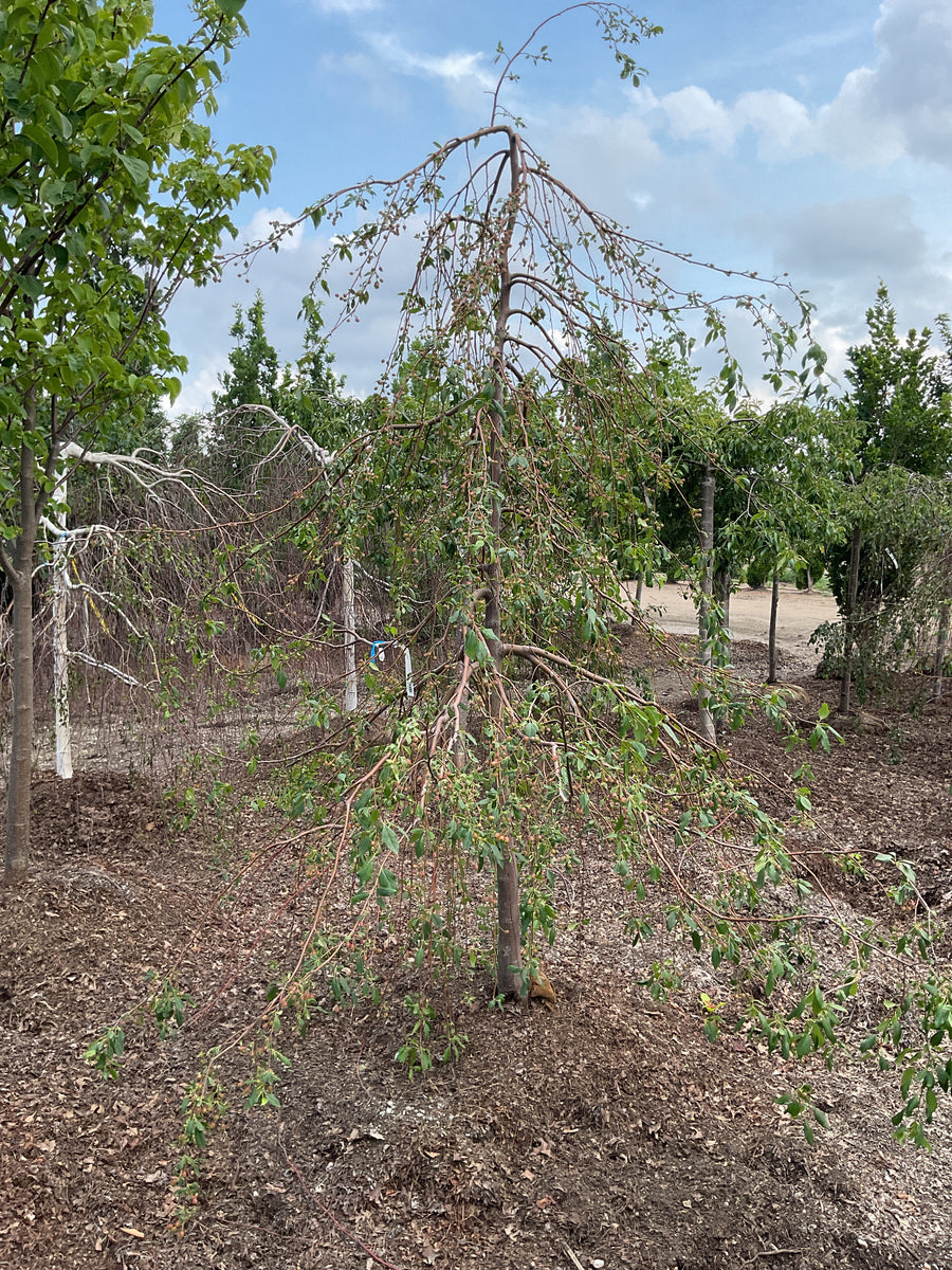 Malus 'Louisa' â€” BB 2