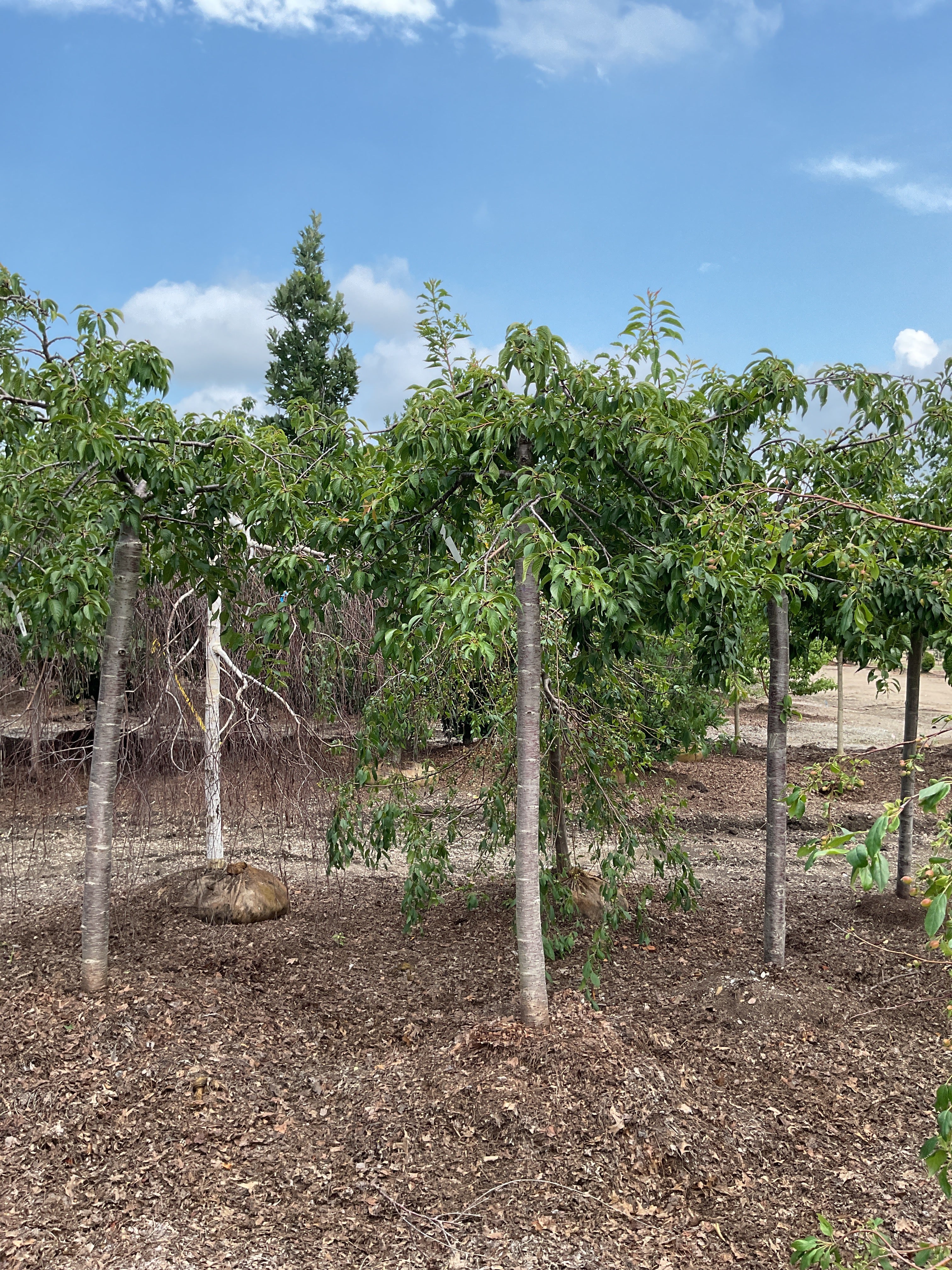 Prunus serrulata 'Extrazam'