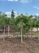 Prunus serrulata 'Extrazam'