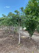 Prunus serrulata 'Extrazam'