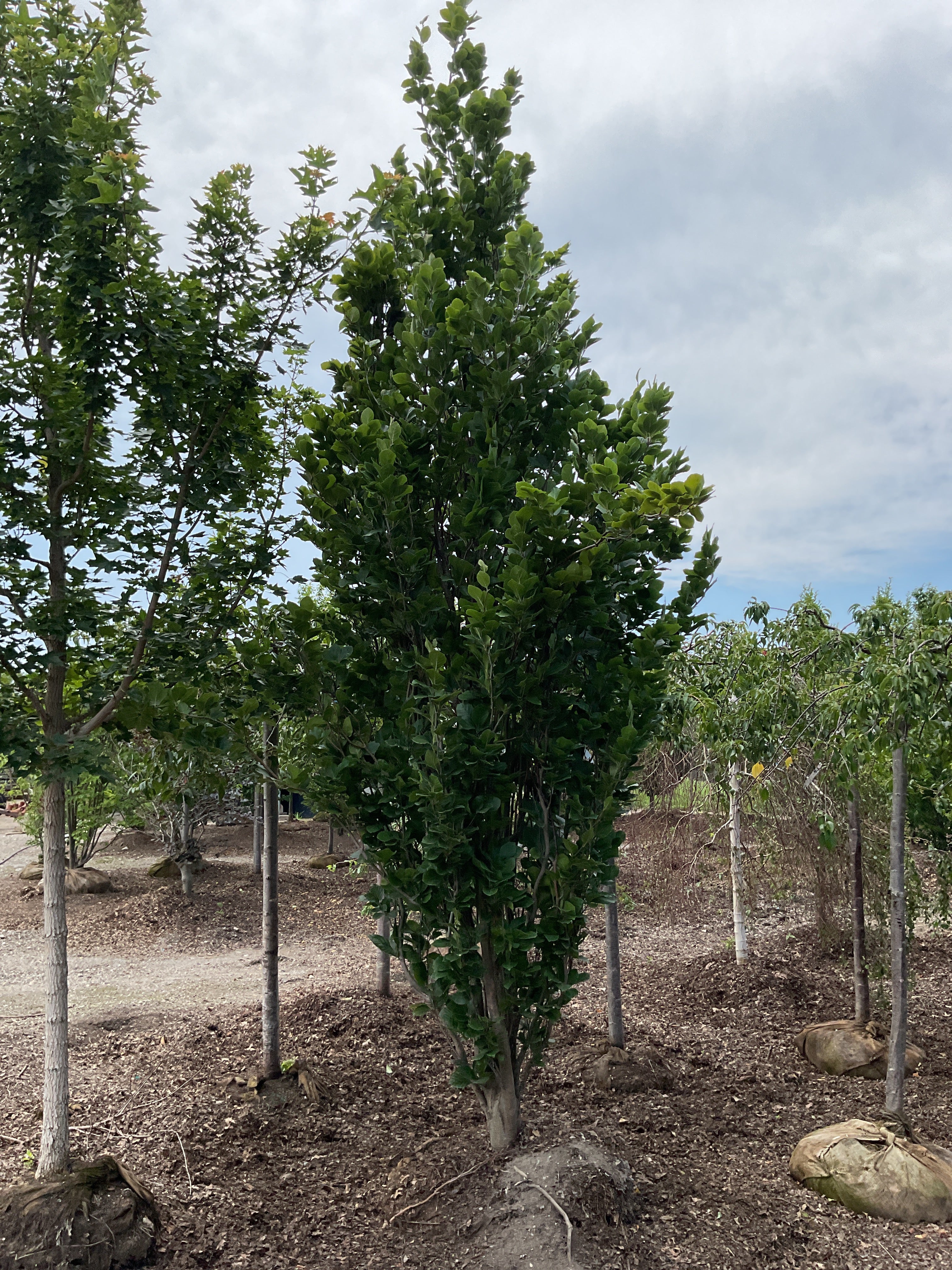Fagus fastigiata 'Dawycki Green'