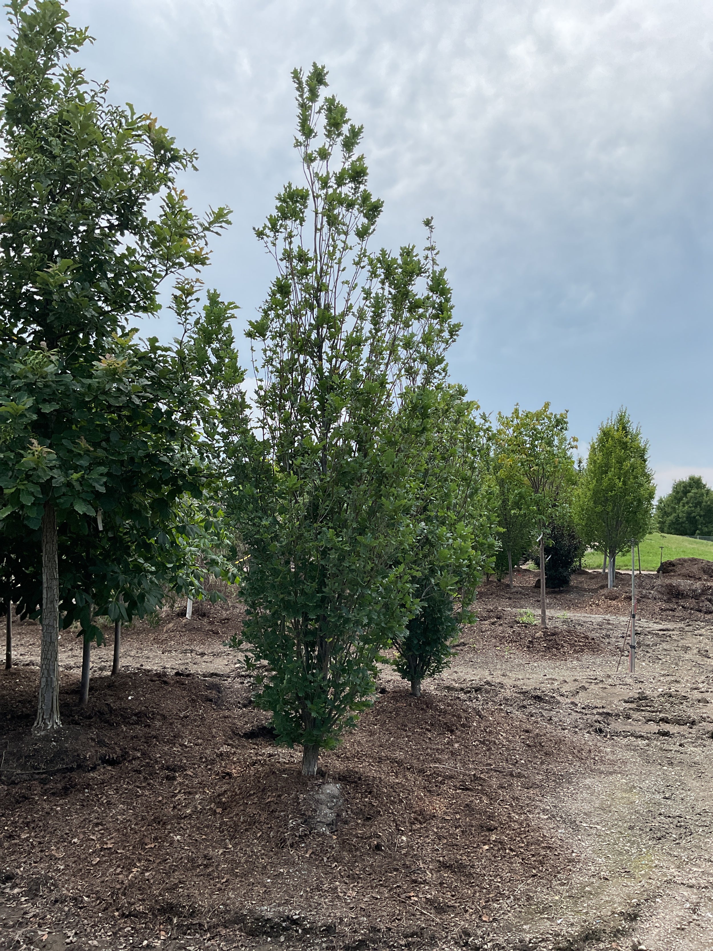 Quercus R 'Skinny Genes'