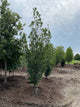 Quercus R 'Skinny Genes'