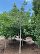 Acer rubrum 'Summer Sensation'