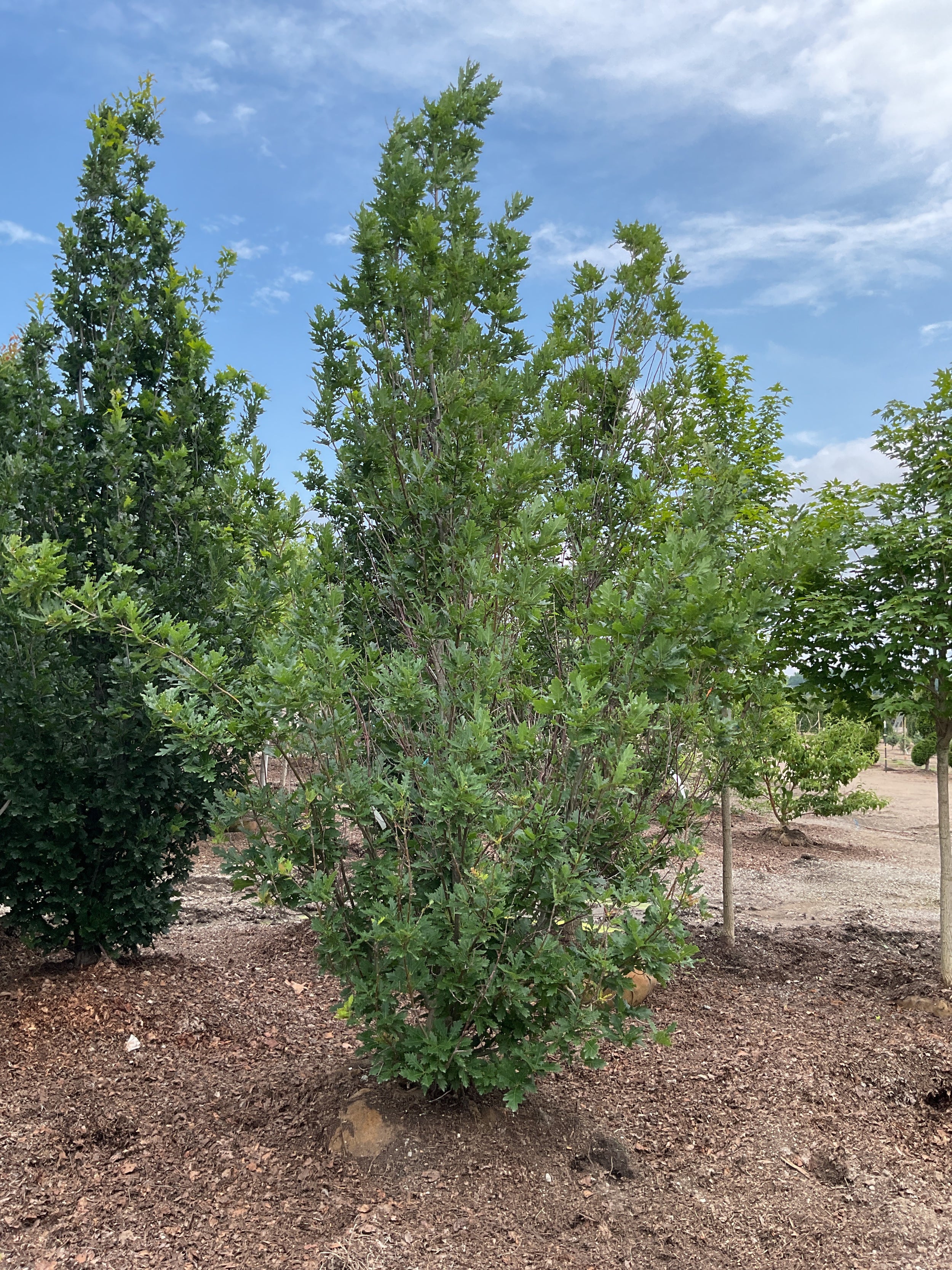 Quercus x 'Streetspire'