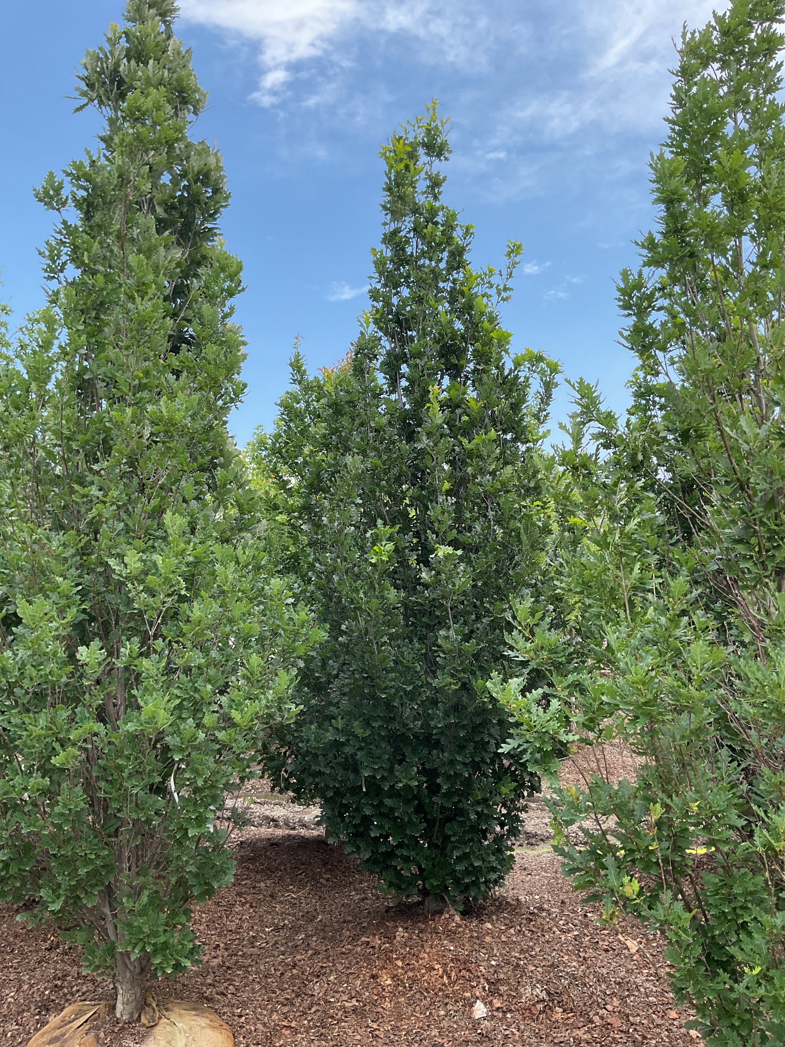 Quercus R 'Skinny Genes'
