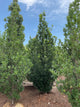 Quercus R 'Skinny Genes'