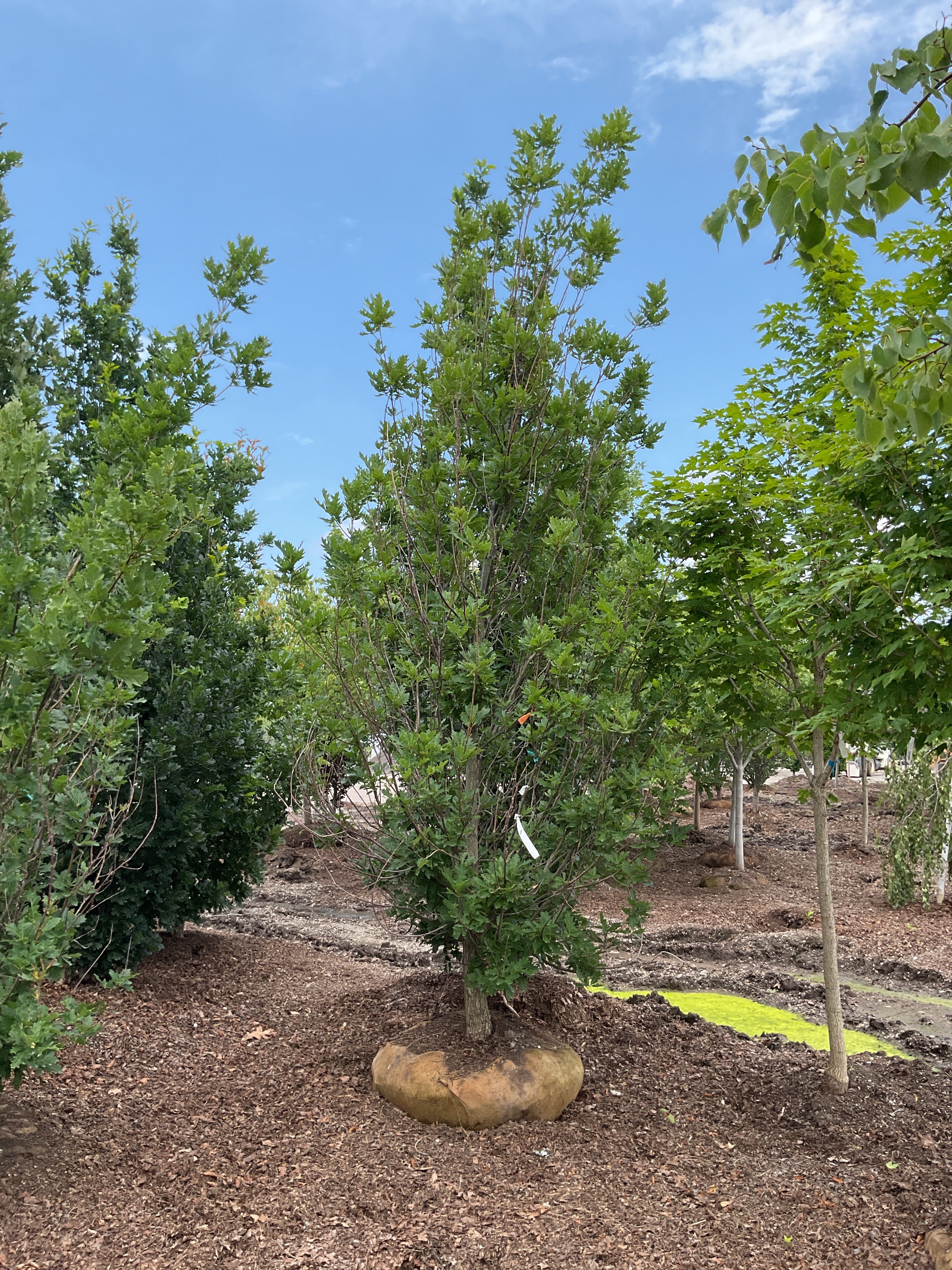 Quercus x 'Streetspire'
