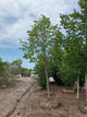 Tilia cordata 'Greenspire'