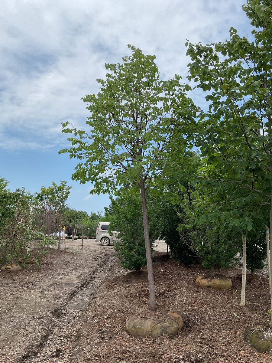 Tilia cordata 'Greenspire' â€” BB 3