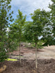 Acer miyabei 'State Street'